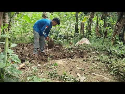 Soil Preparation: Manual Tilling for a High-Yield Cassava Crop _FarmersLife _Shorts