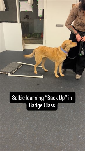 The Dog School on Instagram: "To teach this trick we use antecent arrangements rather than spatial pressure. The rear paw target and the parallel poles do all the work, so that we can stand still and capture the behavior! . Dogs will naturally back out of your space when you move into them. The problem is that because spatial pressure is so salient, it can be really hard NOT to use it! By using props, the dog is solving a puzzle and the behavior becomes more intentional and initiated by the dog 