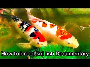How to Breed Koi Fish
