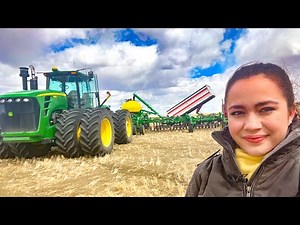 Planting and Rolling Chickpeas Preparation 2022 Montana