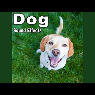 German Shepherd Growls and Breaths