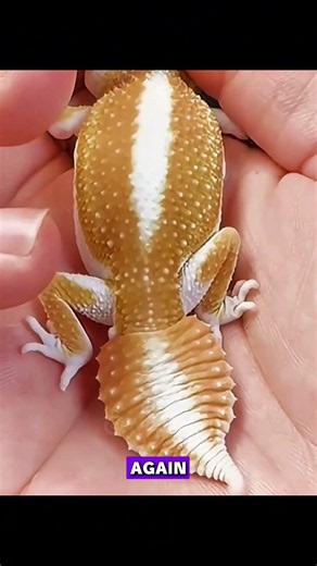 Why Your Leopard Gecko Actually Wants to Eat You 🦎