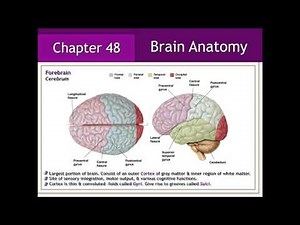 Nervous System: Brain Anatomy & Physiology