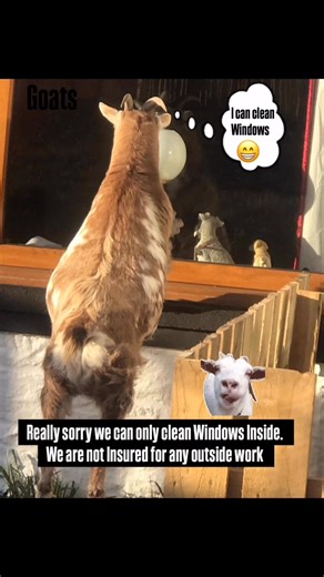 18 reactions · 4 comments | We have had lots of enquiries asking us if we clean outside windows . So sorry we only clean Inside windows , we hope this meets with your understanding  #homeservicesneltd #housecleaning #windowsinside #northshields #whitleybay #northtyneside #newcastleupontyne #allsurroundingareas | Home Services NE Ltd | Facebook