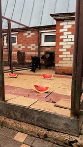 5.4K views · 2.2K reactions | Watermelon lovers only! Does your pup eat it too? ❤️#reels #reelsinstagram #dogsoftiktok #dogsofinstagram #canecorso #canecorsopuppy #canecorsolovers #canecorsoworld #mastifflove #ukdogs #londondogs #dogloveruk #puppylove #bigdogsofinstagram #dogsoftheuk | Cane Corso kennel Apriori Best | Facebook