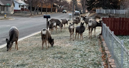 Helena culling operation aims to reduce urban deer population