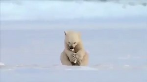 Seal’s Hilarious Encounter with a Baby Polar Bear