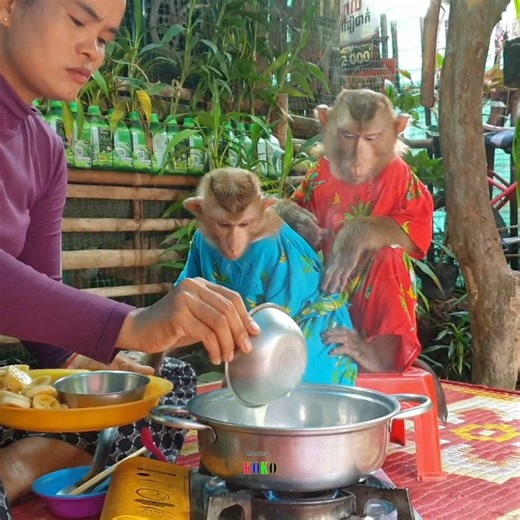 2.4K views · 515 reactions | Smart monkeys Koko and Yoko watch Mom cooking and eat banana sweet very yummy | New name | Facebook