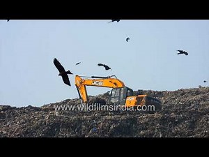 Dramatic Ghazipur landfill scene with birds circling and JCB sorting waste