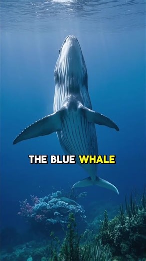 Five smallest animal #animals #goviral ##FurAndFeatherNature #Fivesmallestanimals