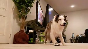 1.1K reactions · 360 shares | Mr Biscuit has learned math... caution this video will make you smile :) | Mr Biscuit | Facebook