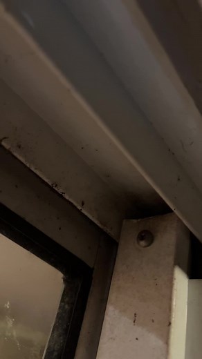 #frog #frognews #toad