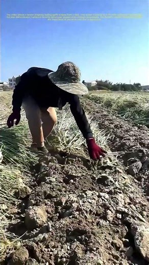 Pulling Garlic Scapes: A Farmer's Labor of Love: Unveiling the Secret to Fresh Harvests