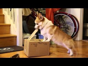 Smart Corgi Yuki Opens Bday Package - Tape and all!