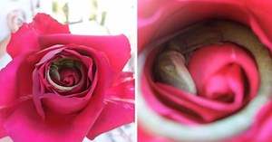 Gorgeous Pictures Of A Lizard That Made A Rose Into Its Bed Were Snapped By Texas Mom