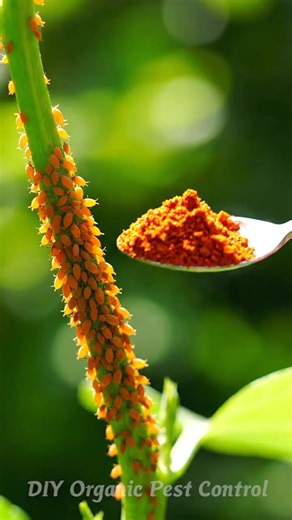 Just 1 tablespoon and the aphids are gone forever! Natural repellent | Amazing Gardening Ideas