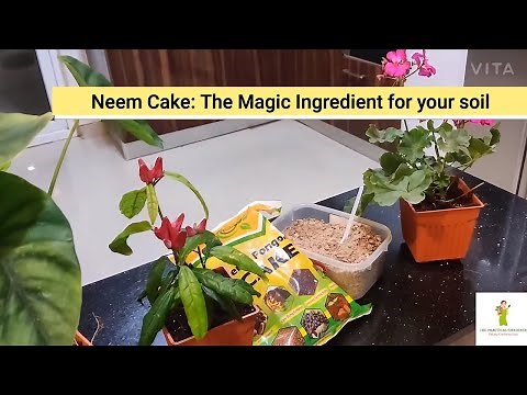 Neem Cake : How to use in your garden, use neem cake as fertilizer and pesticide