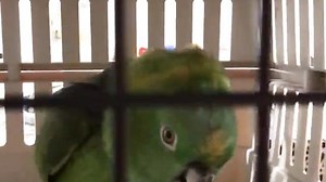 Parrot named Nico cries to get attention, and he sounds exactly like a baby