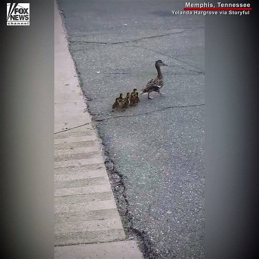 447K views · 6.9K reactions | DUCKLING RESCUE: Several young ducks were reunited with their mother after a good Samaritan climbed into a storm drain and got them out. | Fox News | Facebook