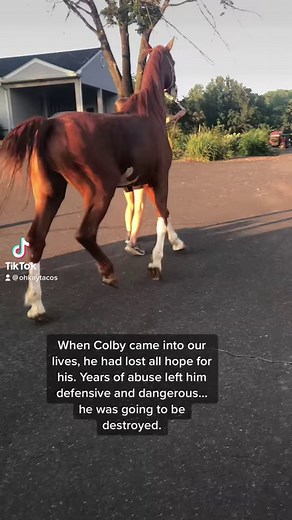 112K views · 5.7K reactions | One of my favorite Ally and Colby videos. They spend every single day together. The definition of two pretty best friends ♥️ For more or to donate to Ally’s 501c3 horse rescue, go to Ohkaytacos- Colby’s Crew Rescue 殺 | Colby’s Crew Rescue | Facebook
