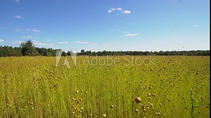 Maturing flax in a large field, almost ready to harvest. Flax field in Summer. Field of golden flax seeds,4k.