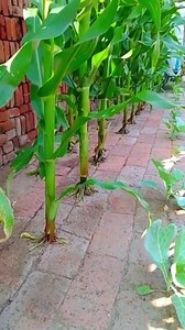 38K views · 54 reactions | Modern technology | Noisemakers | Facebook