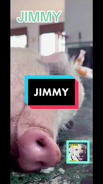 Funny Talking Animals: Meet Jimmy the Pig!