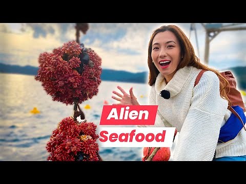 Japan’s ALIEN SEAFOOD: Shizuka Eats SEA PINEAPPLE for the First Time