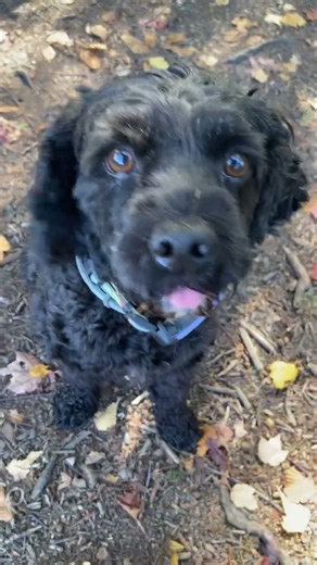 Pepper’s Problems: Half a Treat?! 😤🐾