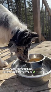 777K views · 27 reactions | How do you think your dog will tackle this one?! I was NOT expecting this. But, more than one way to solve a puzzle  Follow for more Canine Enrichment 里 | Too Smart Dogs | Facebook