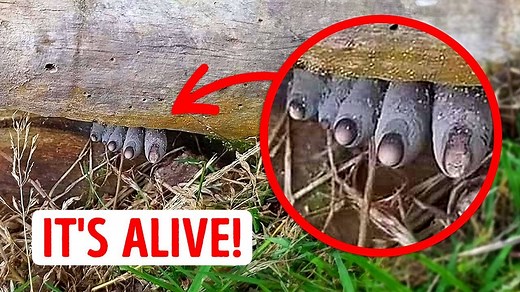 35 Mysterious Natural Phenomena That Baffle Even Scientists