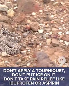 27K views · 178 reactions | "Rattlesnake season" is upon us and according to the Arizona Game & Fish Department, they are most active in the daylight hours during spring. Tips from the Arizona Poison & Drug Information Center and more on.kgun9.com/3KlZtU4 Plus, Greg Bradbury KGUN is live tonight at 6:00 with a woman who mistook a rattlesnake for her garden hose. | KGUN 9 | Facebook