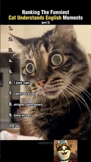 Ranking The Funniest Cat Understanding English Moments! (part 2)