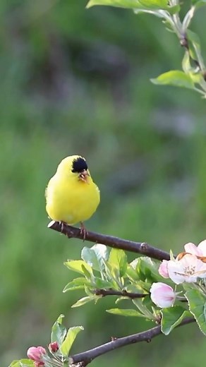 It’s birding season 🐣 The backyard or outside your window is the best place to begin birding. Even if you don’t consider yourself a bird person, try id’ing the birds that you see most outside your windows. Keep an eye out on goldfinches as they begin to transform into their bright yellow feathers. To be more attractive, male goldfinches develop these yellow feathers during mating season in the warmer months. #goldfinch #goldfinches #goldfinchesofinstagram #birdsofinstagram #washingtondc #birdin