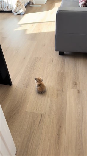 Understanding Rabbit Splooting Behavior