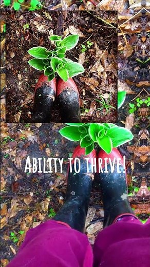 See How Hostas Thrive in Sun and Shade!