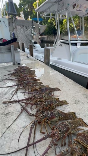 FL Keys mini season 4 man limit #localfishingcharters #fishing #floridafishing