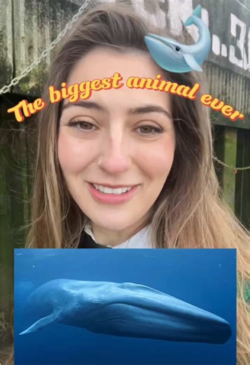 Discover the Incredible Evolution of the Blue Whale