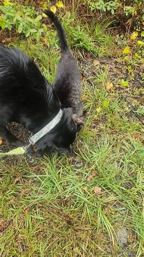 This cat is obsessed with Jethro. He cant walk without this cat right up under him. It's a sweet relationship but it's aggravating when you need him to go potty. | Michelle Thompson