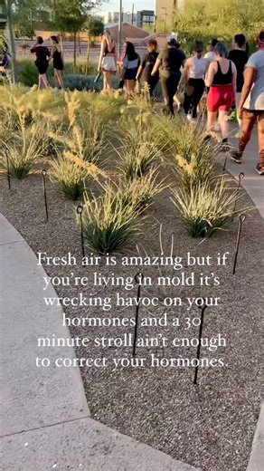 Hormones | Gut Health | Emotional Healing on Instagram: "Mycotoxins can also interfere with hormone receptors, including nuclear receptors, by directly stimulating or blocking them. This can cause downstream issues with secretion, transport, and unexpected or aberrant hormonal cross-talk. Mycotoxins are often globally categorized as xenoestrogens, but their endocrine effects go beyond estrogen alone. Meaning it can increase endometriosis symptoms, bring new ones to the table, cause estrogen domi