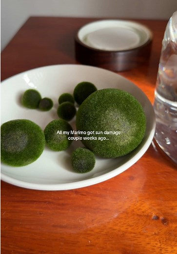 Marimo Sun Damage Recovery