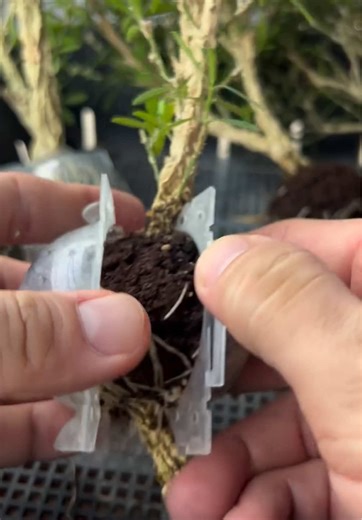 Potting Boxwood Buxus Harlandii for Beginners