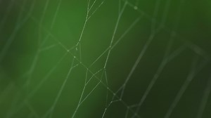 Spider on invisible web - Free Stock Video