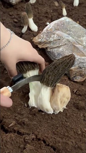 Morel mushroom harvest season is here! 🍄✨