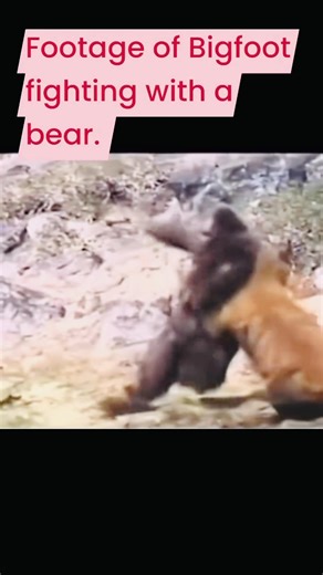 Video depicts Bigfoot wrestling with a bear. Possibly friends or companions. #viralreelsシ #viralreelsfacebook #cryptids #coverup #bigfoot #bigfootisreal #alienworld | Alien World
