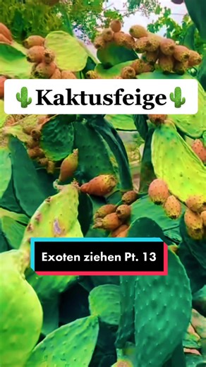 #🌵 #Kaktusfeige #feigenkaktus #exotic #exoticfruit #fruit#exoticfruitchallenge #growyourownfood #growyourownfruit #selbstversorger #plant #fyp #foryou #fürdich #trending #fruitgrowers #fruitgrowth