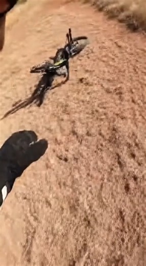 1.7M views · 20K reactions | A quiet ride turns into a split-second shock — the grass parts, a lioness rises, and the sprint straight down the trail sends the bike crashing into dust and chaos. 女‍♂️ #lion #mtb #africa #wildlife #shorts  One word from you — RUN, PRAY, or PAUSE? Drop it below and tag someone to answer too!  | Wild Animal Encounters | Facebook