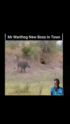 2.9K views | Reverse camera mr warthog | Fillaweb | Facebook