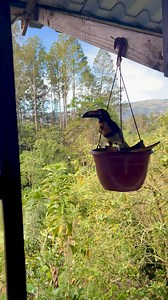 When a Toucan joins you for breakfast… | Jim Palmer