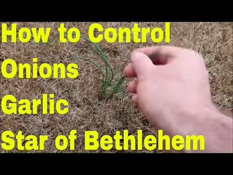 How to Control Wild Onions, Wild Garlic, and Star of Bethlehem Weeds in the Lawn